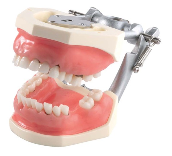 Parodontalchirurgie-Modell mit weichem Zahnfleisch P15DP-901C (GSF)